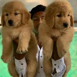 GOLDEN RETRIEVER RICH GOLDEN COLOR FIRST QUALITY PUPPIES IN CHENNAI -8825694373
