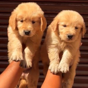GOLDEN RETRIEVER RICH GOLDEN COLOR FIRST QUALITY PUPPIES IN CHENNAI -8825694373