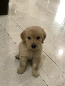 Golden retriever seller