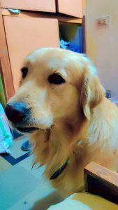 Golden Retriever Well trained