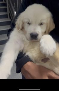 Golden Retriever White