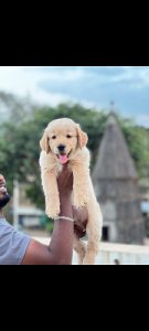 Golden retriver male