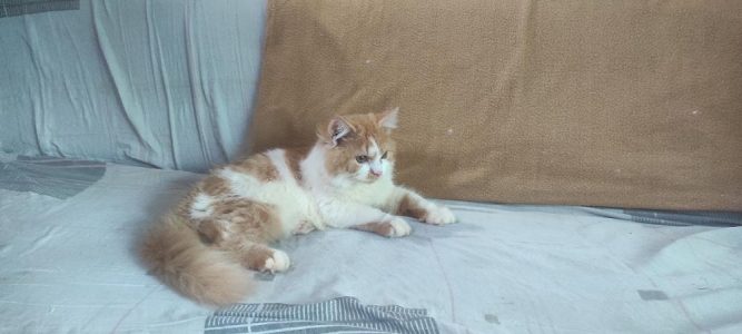 Golden and white colour Persian Kitten