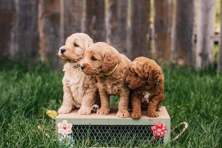 Goldendoodle Puppy 8800539300