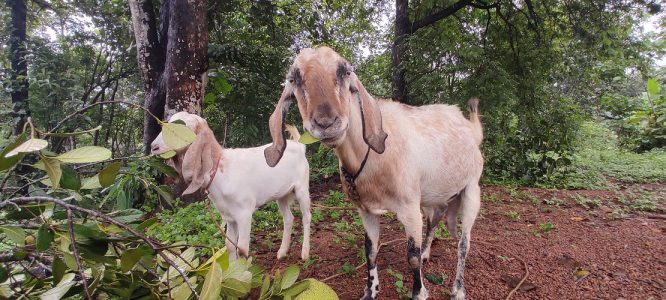 Good breed goat for sale