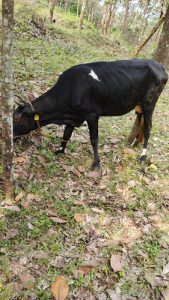 Good cow for sale
