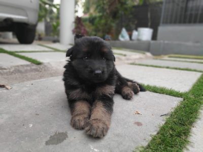 Good Quality Champion Lineage GSD puppies