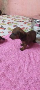 Good quality dash puppies  male and female  available  4 sal