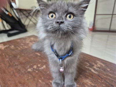 Good Quality and Healthy Persian Cat for sale