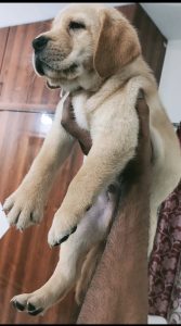 Good quality Lab puppies available
