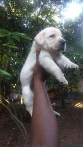 Good quality lab puppies available