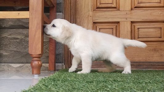 Good quality Lab puppies available