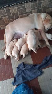 Good quality lab puppies 