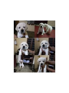 Good quality lab puppies for sale