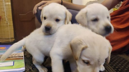 Good quality Labrador retriever puppies