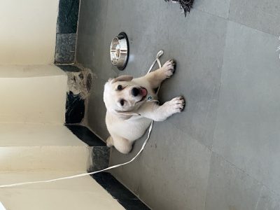 Good Quality Labrador available for sell