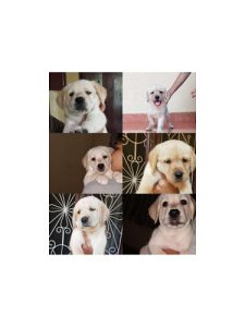 Good quality labrador puppies for sale