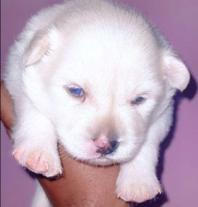 Good quality mini pom 4 sale