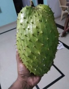 Graviola fruit ready to eat