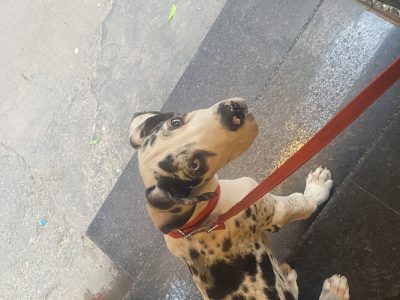 Great Dane dog for sale ( male )