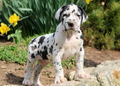 Great dane puppies