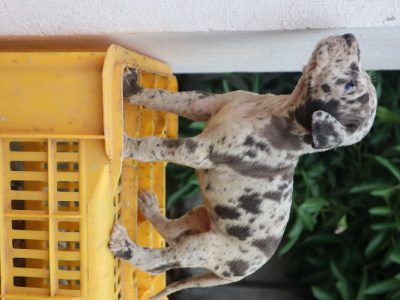 The Great Dane Puppies for sale