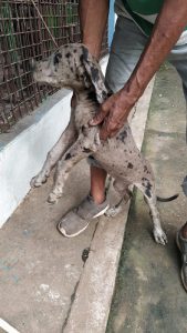 Great Dane puppies for sale in Thrissur
