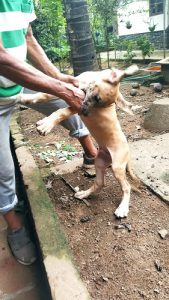 Great Dane puppies for sale in Thrissur