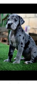 Great dane puppies for sale