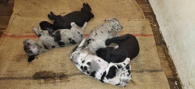 Great dane puppies for sale