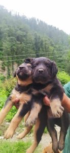 The great Himalayan gaddi dog