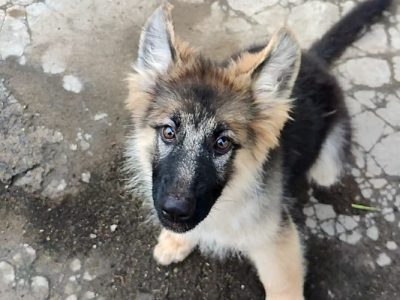 GSD Female 3 months For sale