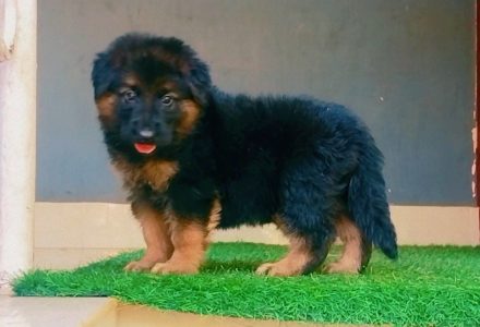 Gsd long coat puppies available 6282260887