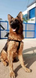 GSD Male KCI 2 years age sale in Aroor 