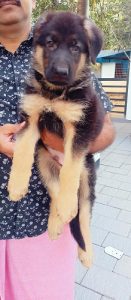 GSD puppies available in kattakampal