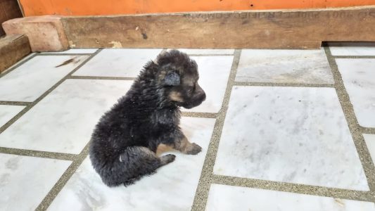 Gsd Puppy For sale