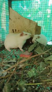 Guinea Pig, Albino, Full white red eye
