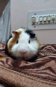 Guinea pig
