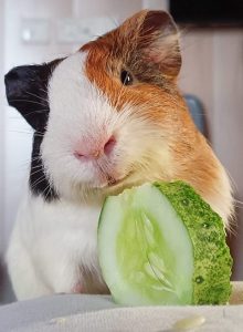Guinea Pigs
