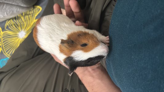 Guinea Pigs