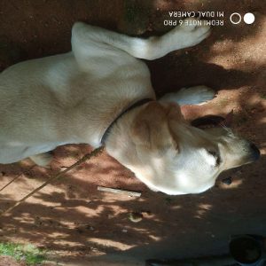 1 and half year old Labrador