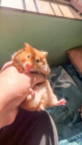 Hamster for sell
