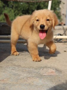 Happy healthy golden retriever puppies for sale..9927332288