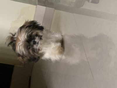 Happy shitzhu