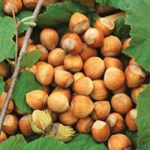 Hazelnut trees for sale