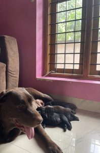 Healthiest Lab Puppies you ever gonna get!!