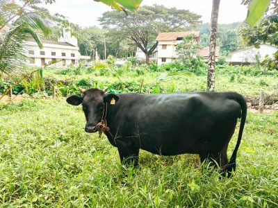 Healthy Black Dairy Cow - 8 Months Pregnant (