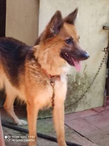 Healthy German shepherd