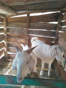Healthy Goats for sale