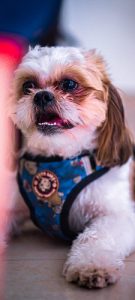 Healthy male 2 years old Shih Tzu available for immediate Sale.